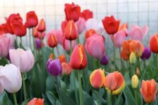4 lý do khiến hoa tulip dù vừa có hương, có sắc vẫn bị nhiều người đưa vào 'danh sách đen'